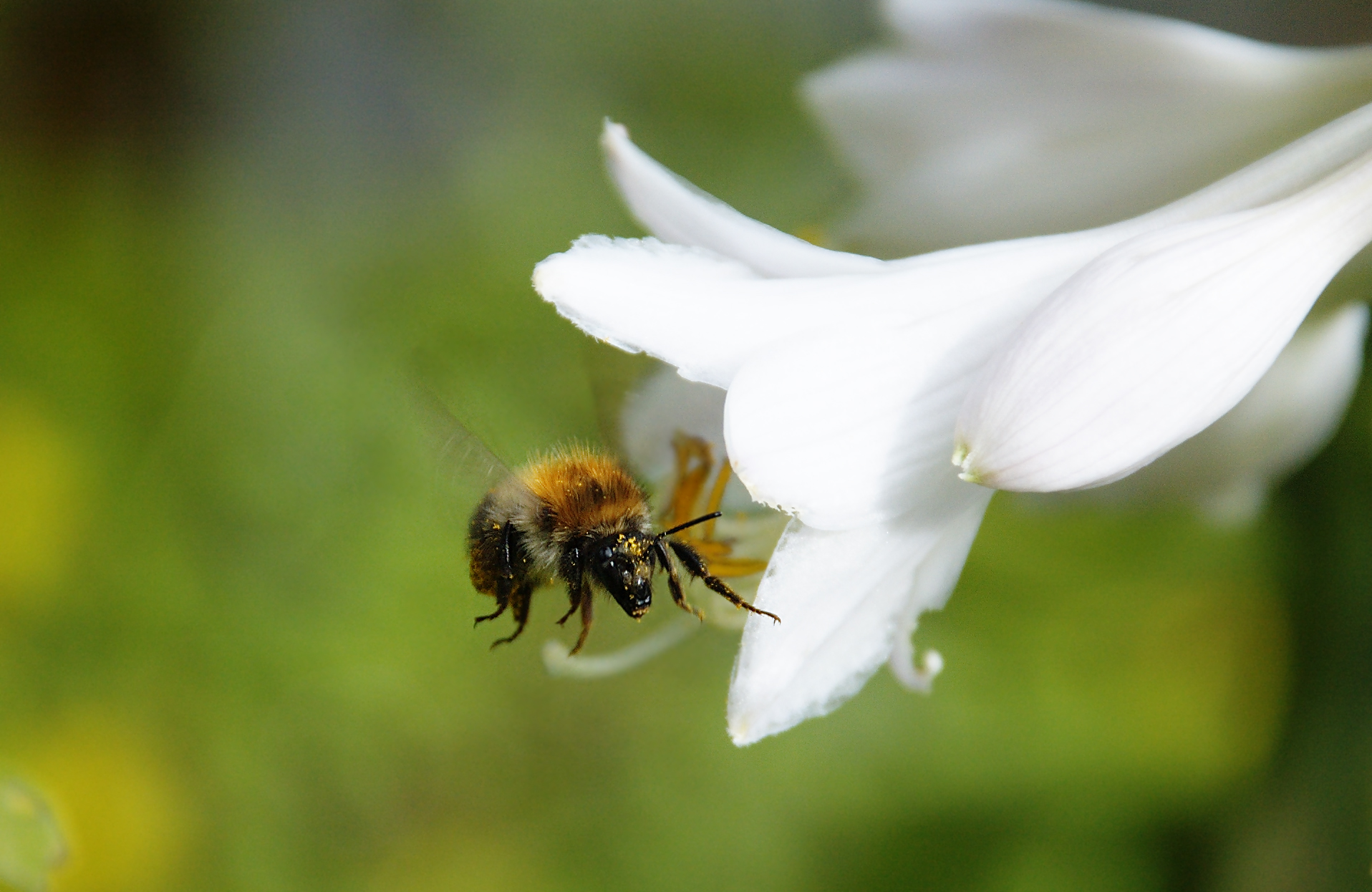 Bienen in der Stadt – mehr Lebensraum für Honig- und Wildbienen