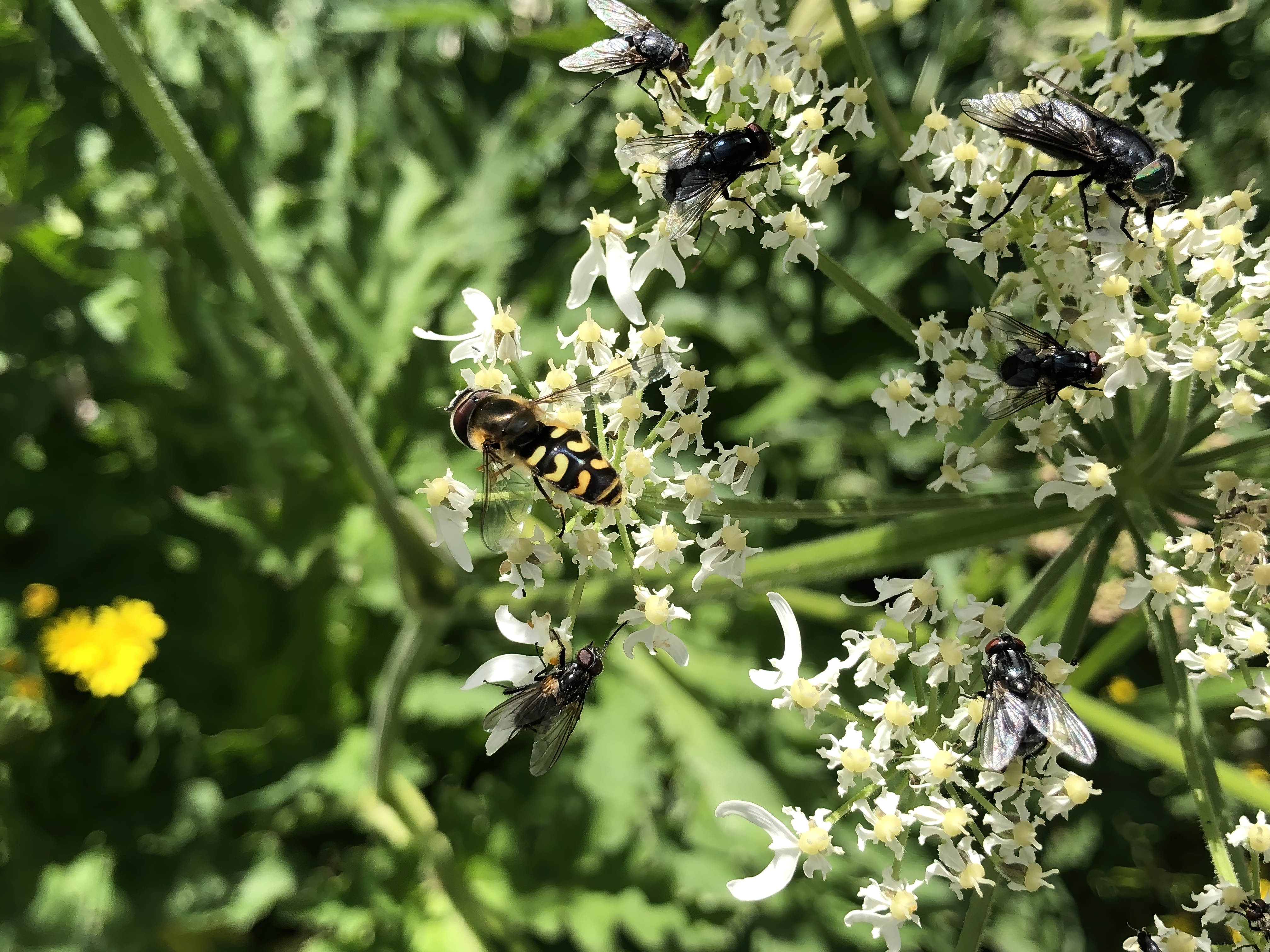 Das grosse Insektensterben – Bedeutung für uns Menschen