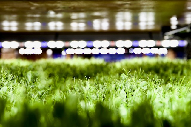 Podiumsreihe „Urbane Landwirtschaft“